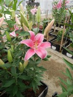 [5240 Marlon JWS No01.JPG]